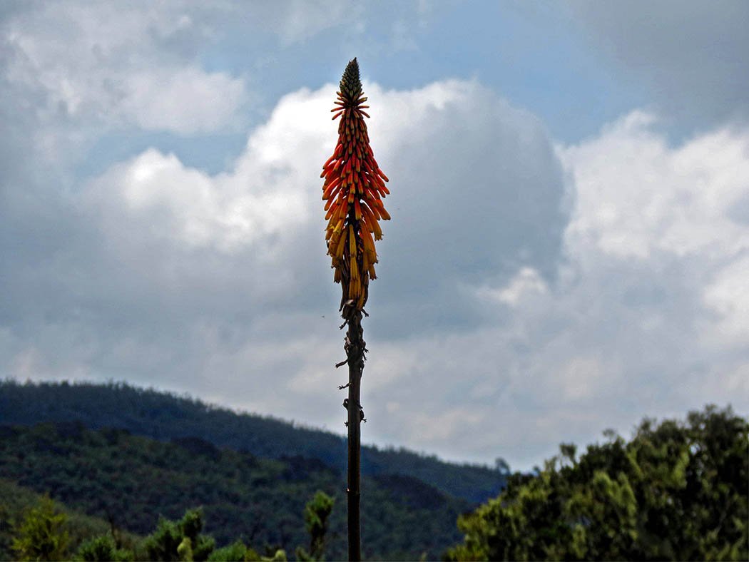 Elephant Hill Aberdares_view4