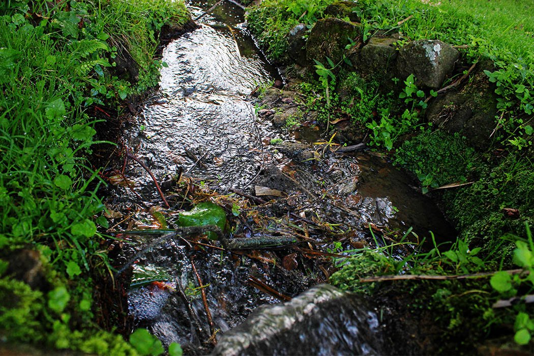 Unexpected Kenya_Kapsimotwa Gardens6