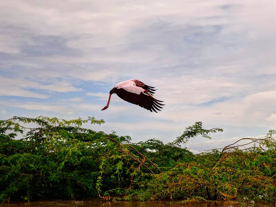 Unexpected Kenya_Flamingo