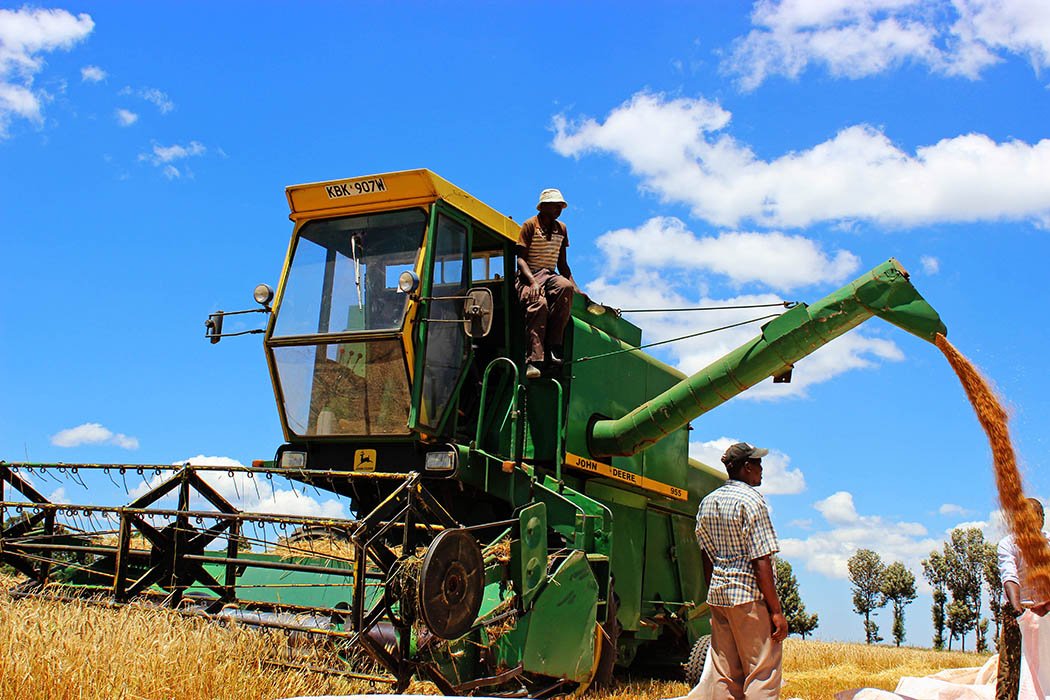 Unexpected Kenya_Wheat Harvesting Moiben