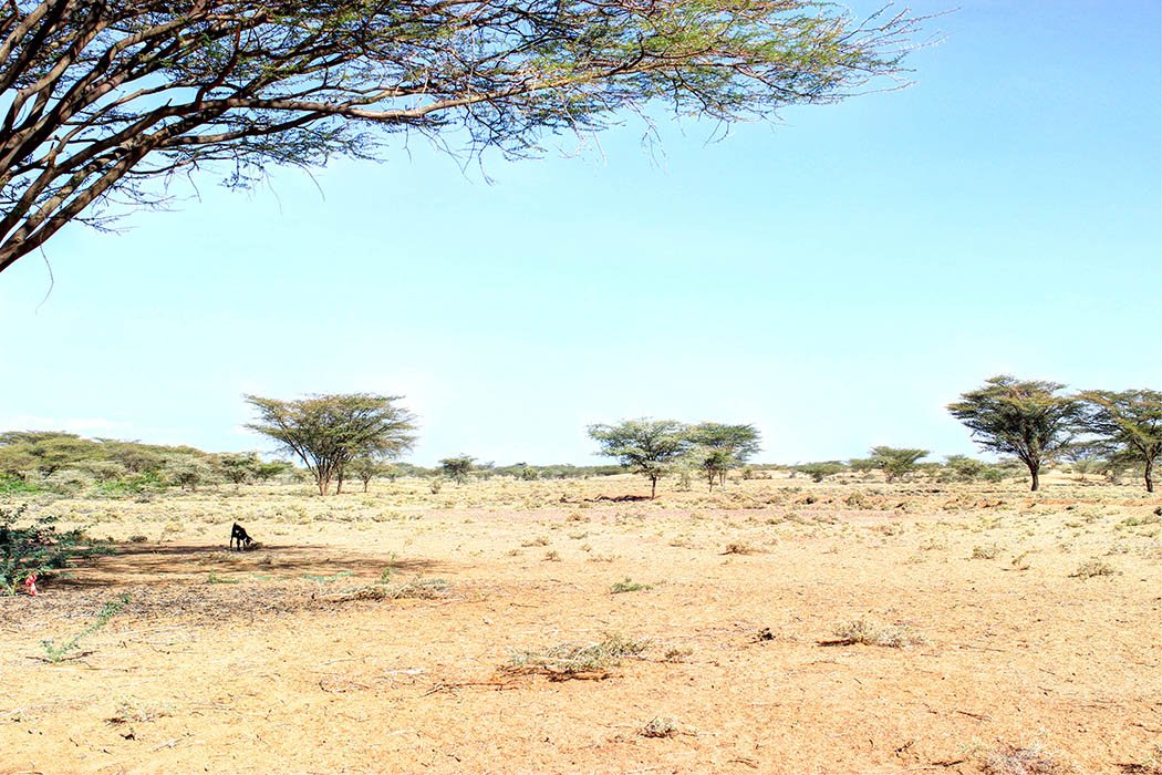 Eliye Springs Resort_Desert scrub