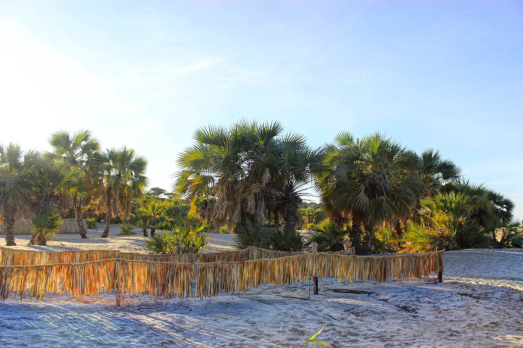 Eliye Springs Resort_Doum palms