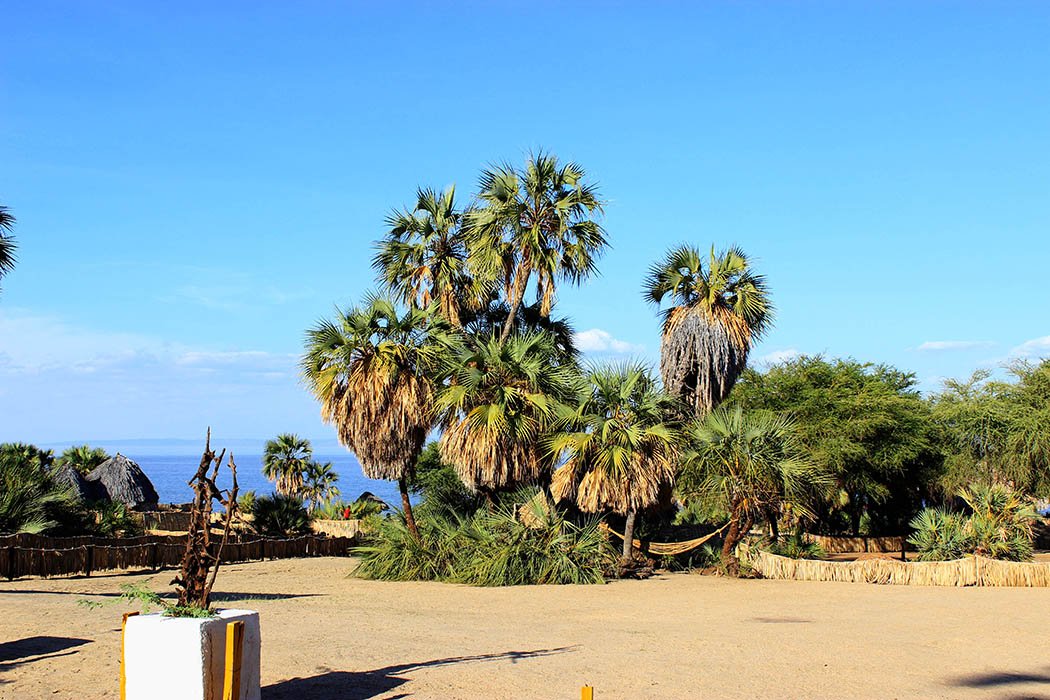 Eliye Springs Resort_Doum palms2