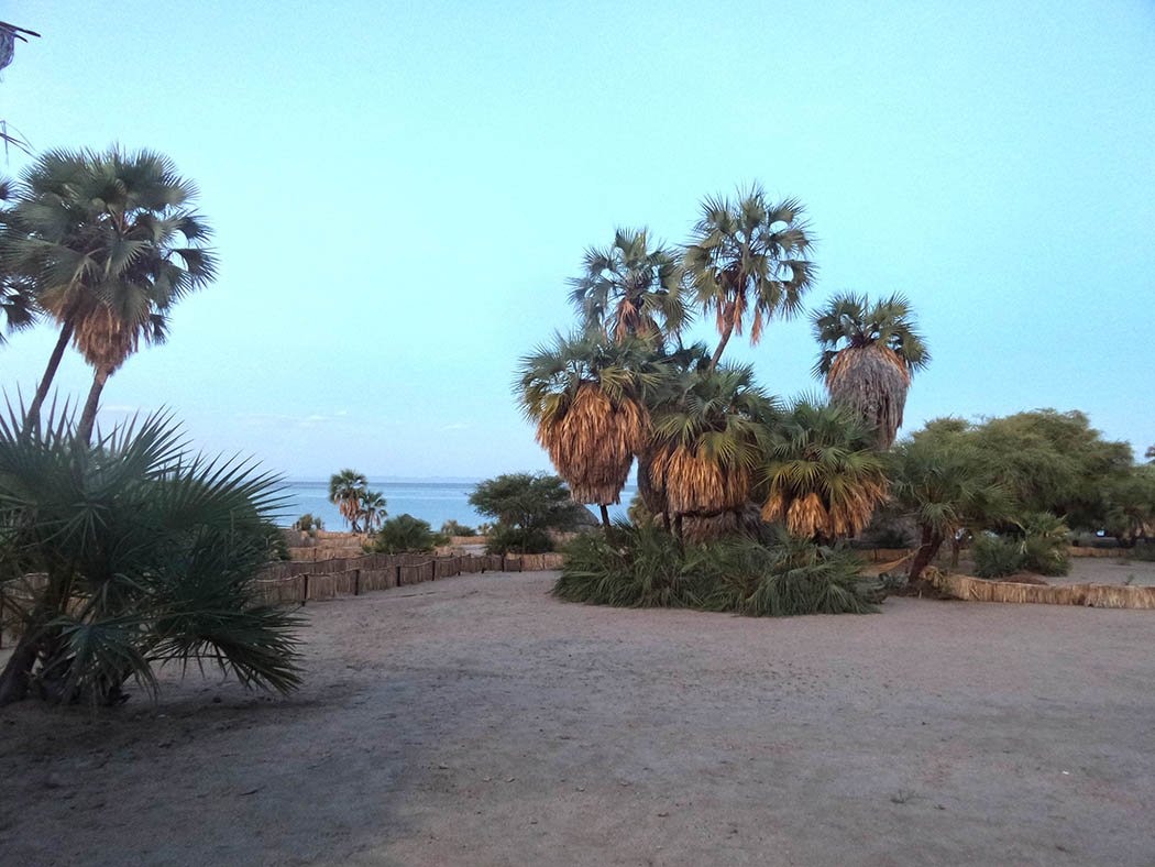 Eliye Springs Resort_Palm trees (2)