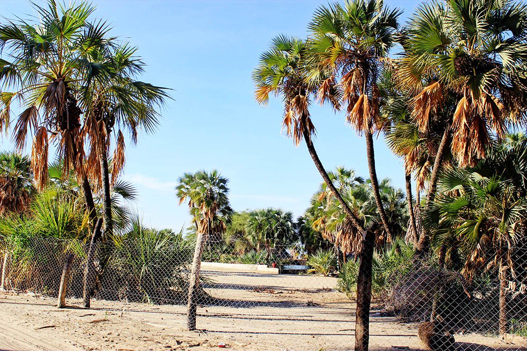 Eliye Springs Resort_Palm trees