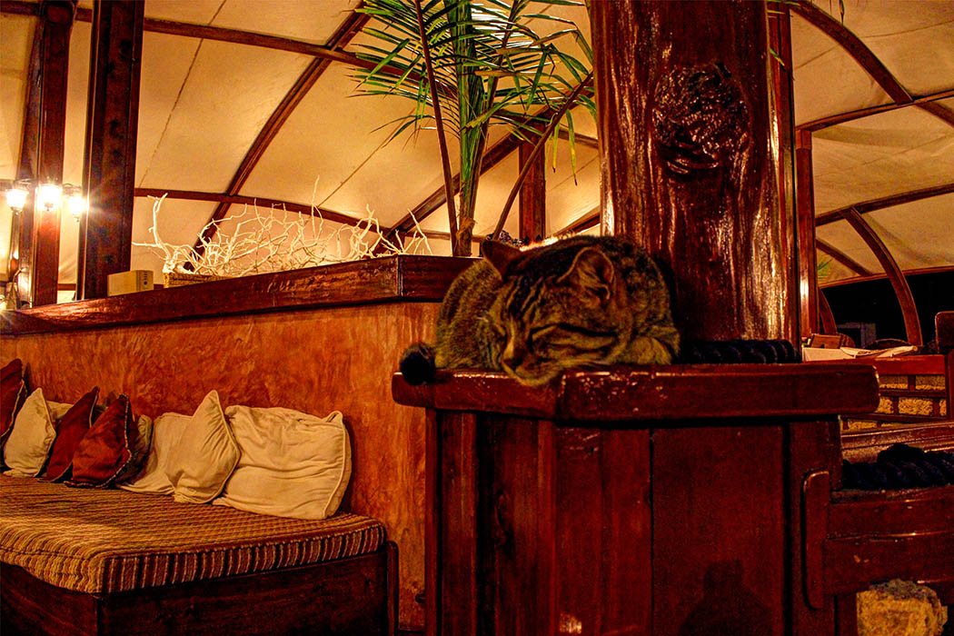 Sands at Nomad restaurant_Hotel cat