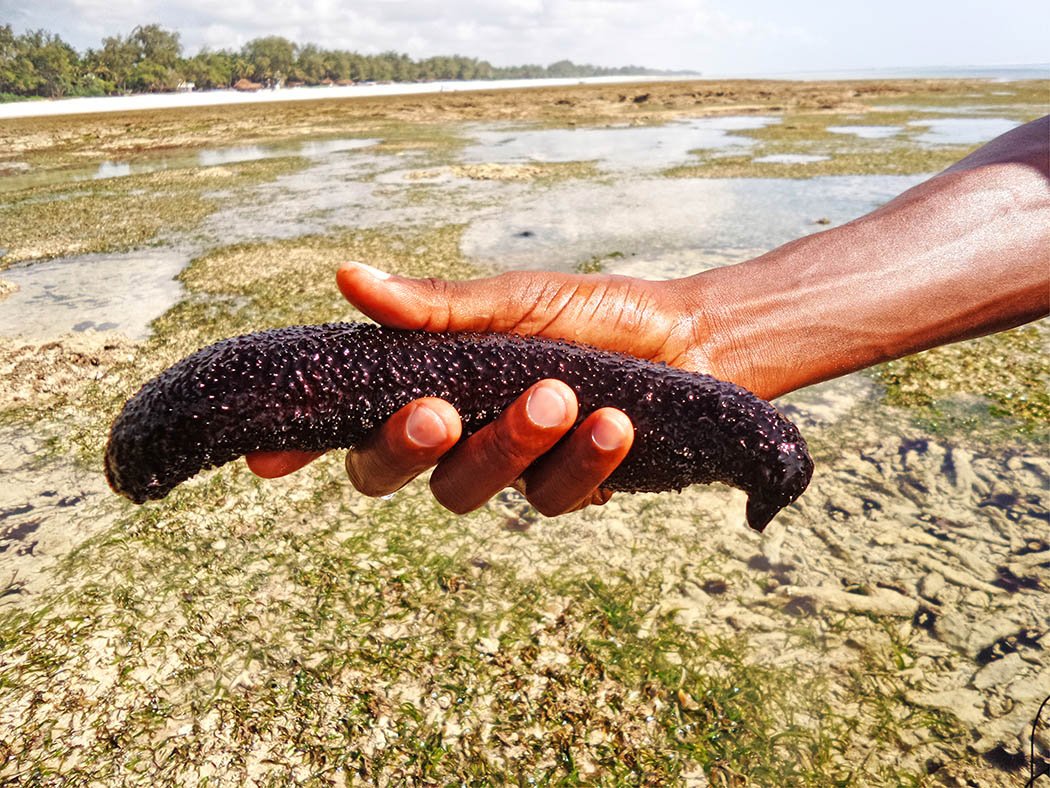 Sands at Nomad restaurant_Sea cucumber