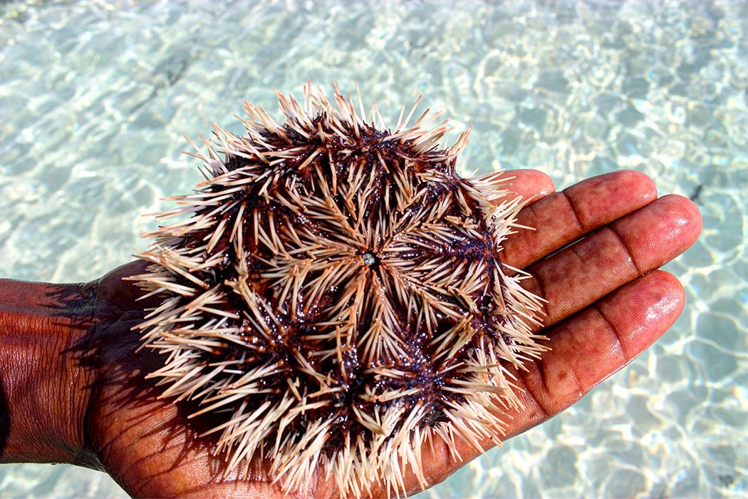 Sands at Nomad restaurant_Sea urchin