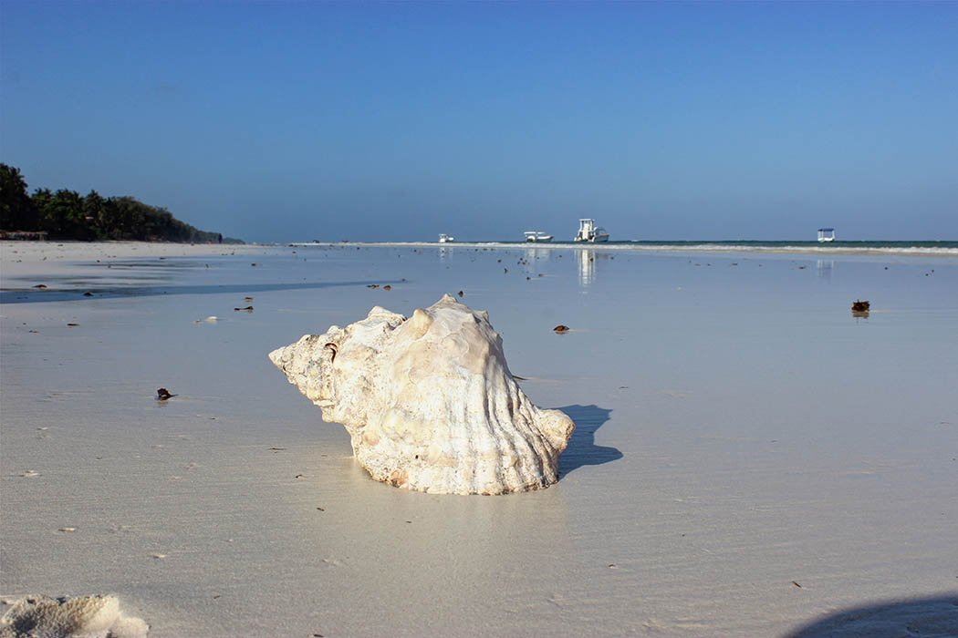 Sands at Nomad restaurant_sea shell