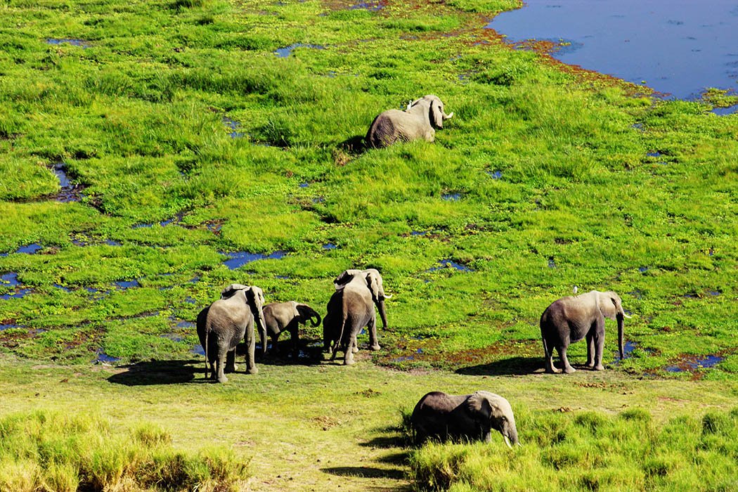 Amboseli Serena Safari Lodge_elephants at observation hill