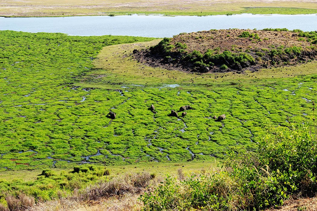 Amboseli Serena Safari Lodge_elephants at observation hill1