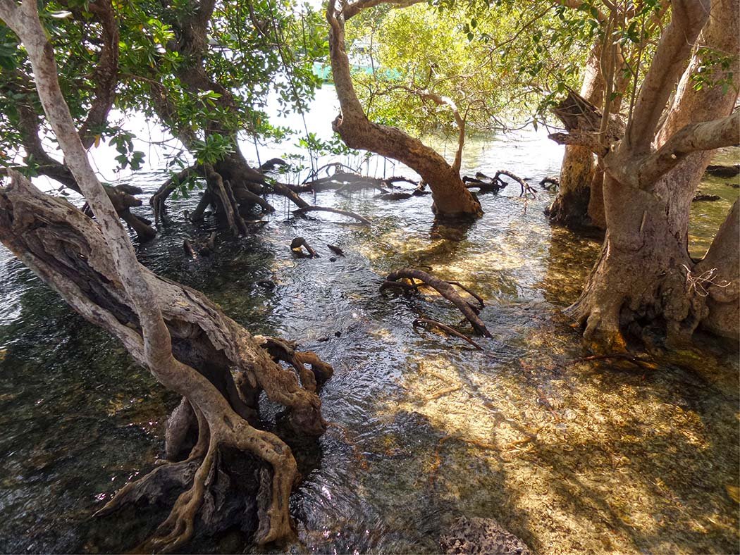 The Sands at Chale Island_mangroove