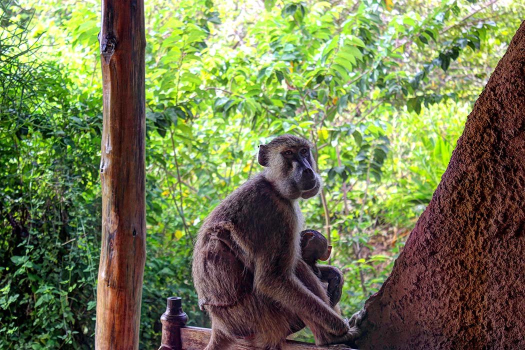 The Sands at Chale Island_rogue aboon