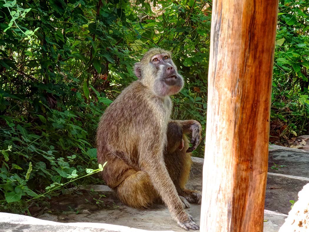 The Sands at Chale Island_rogue baboon 2