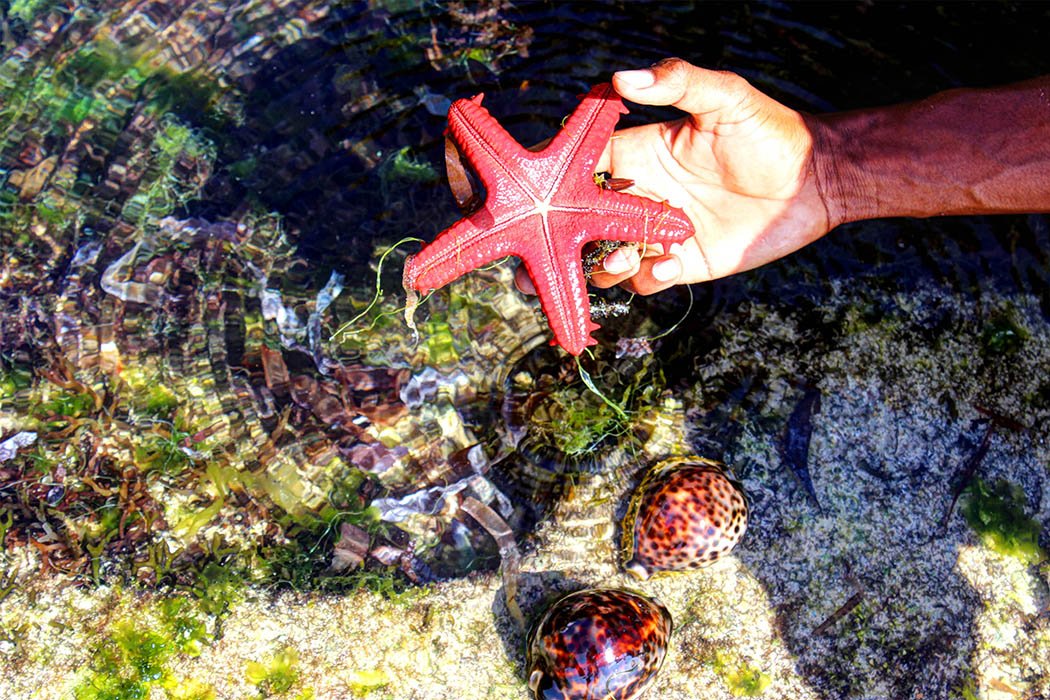 The Sands at Chale Resort_e starfish