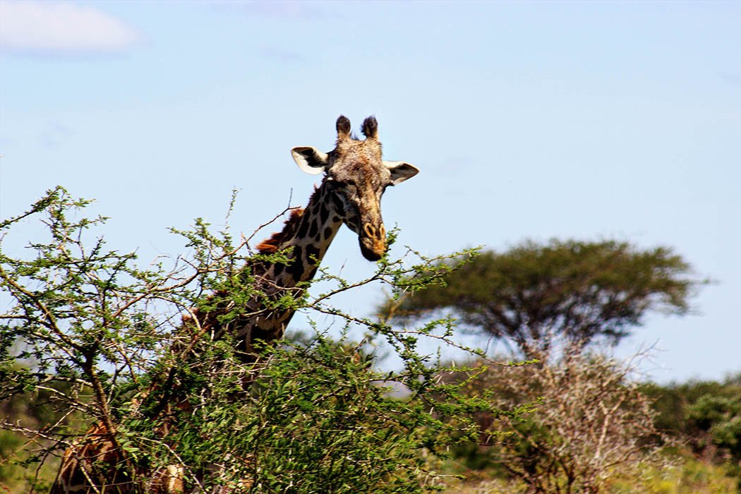 Tsavo West National Park_Giraffe feeding