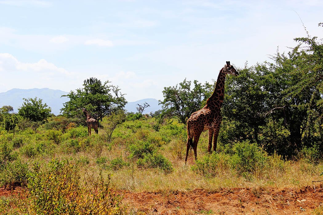 Tsavo West National Park_Giraffe