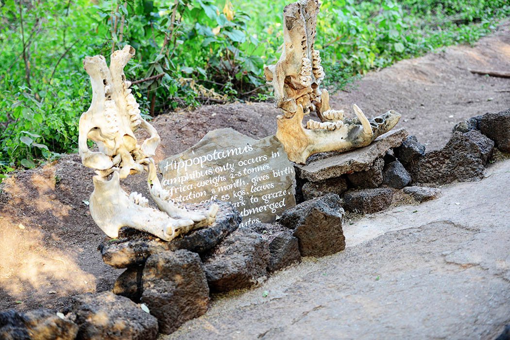 Tsavo West National Park_Hippo skull