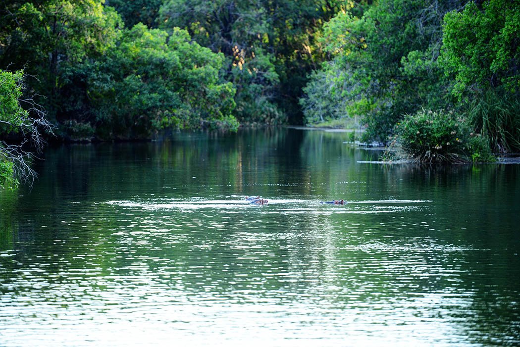 Tsavo West National Park_Hippo