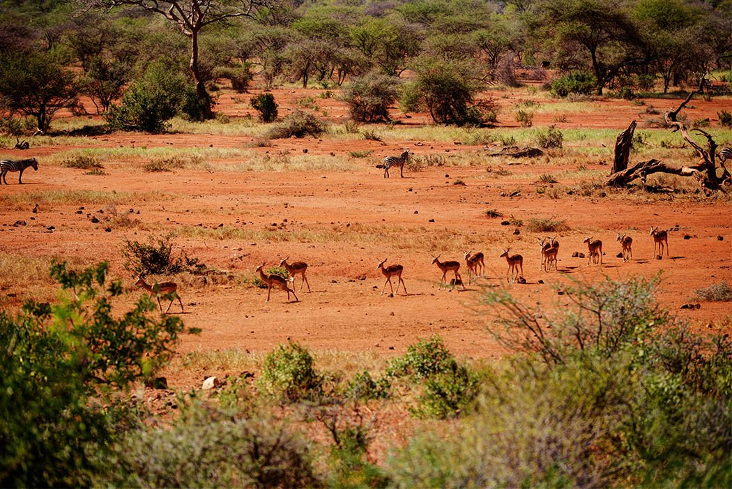 Tsavo West National Park_Impala walking