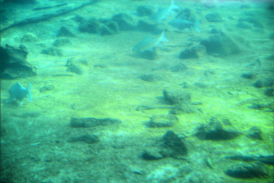 Tsavo West National Park_Mzima springs underwater (2)