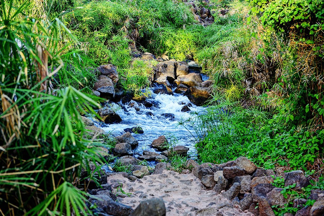 Tsavo West National Park_Mzima springs