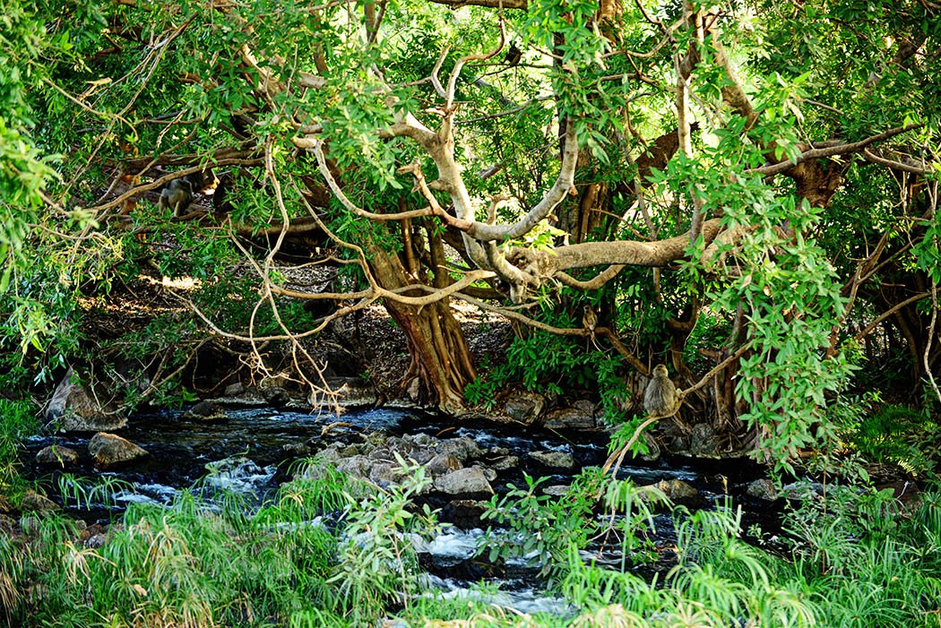 Tsavo West National Park_Mzima springs1