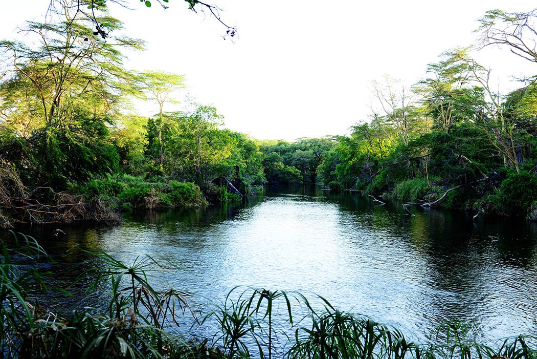 Tsavo West National Park_Mzima springs2