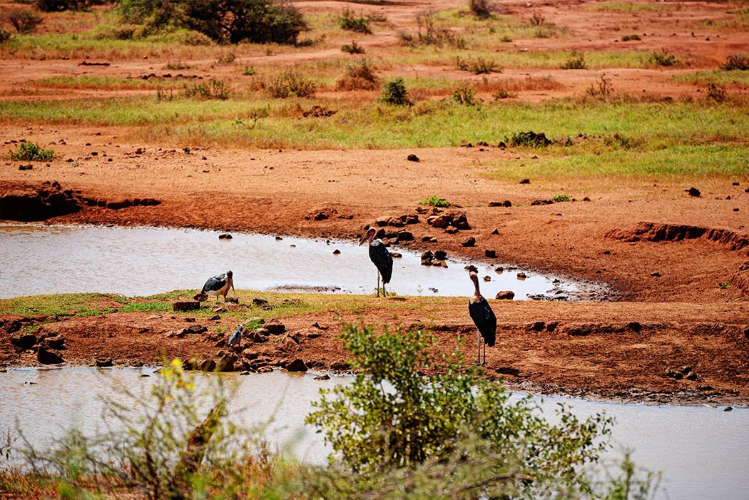 Tsavo West National Park_Vulture
