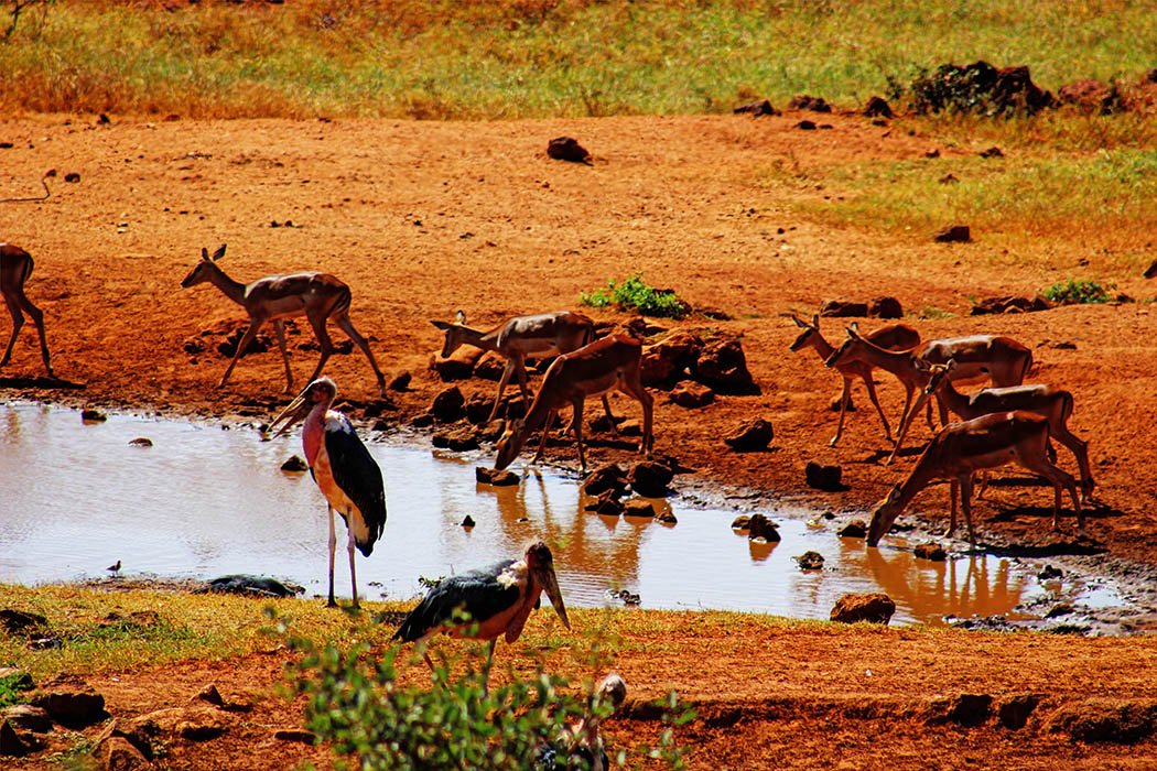 Tsavo West National Park_impala_