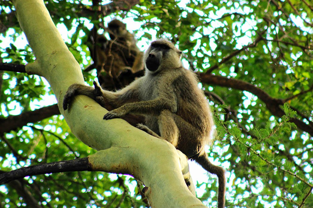Tsavo West National park_Baboons