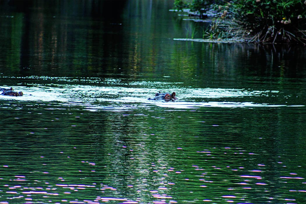 Tsavo West National park_Hippos