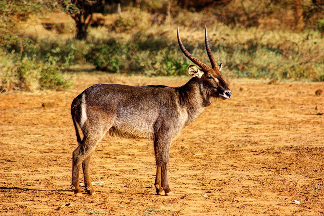 Tsavo West National park_waterbuck
