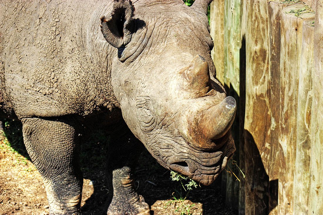Ol Pejeta Conservancy_Baraka