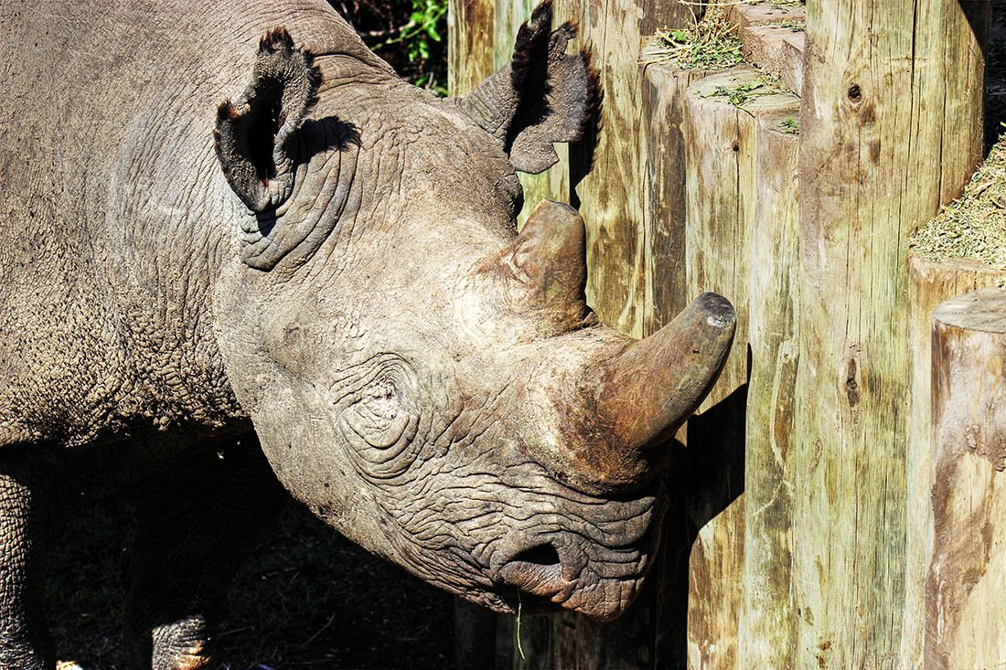 Ol Pejeta Conservancy_Baraka2