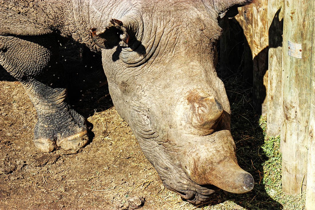 Ol Pejeta Conservancy_Baraka3