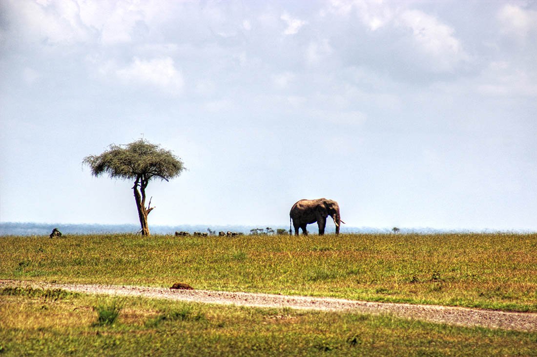 Ol Pejeta Conservancy_Morani Tree
