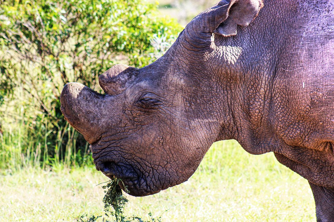 Ol Pejeta Conservancy_Sudan.