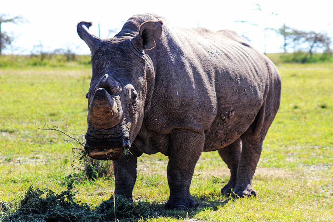 Ol Pejeta Conservancy_Sudan
