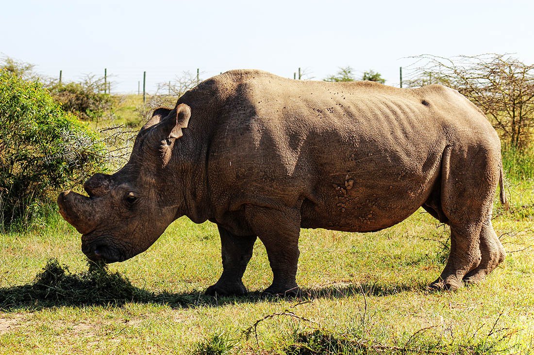 Ol Pejeta Conservancy_Sudan2