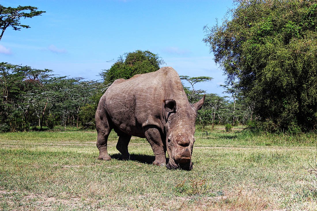 Ol Pejeta Conservancy_Sudan5
