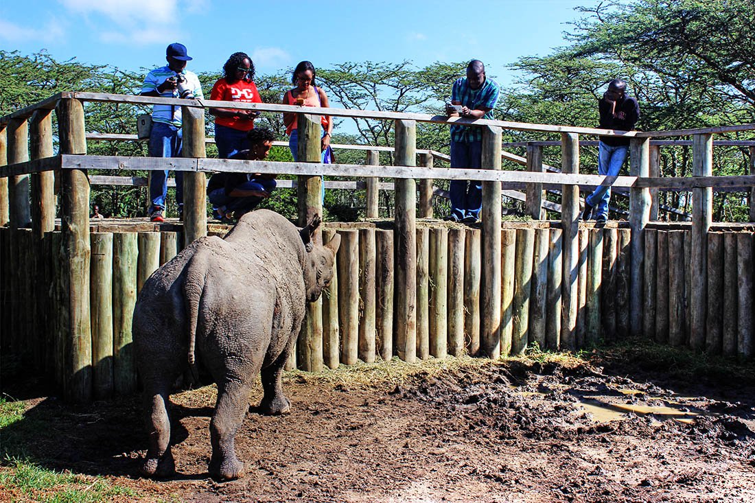 Ol Pejeta Conservancy_SudanFeeding Baraka