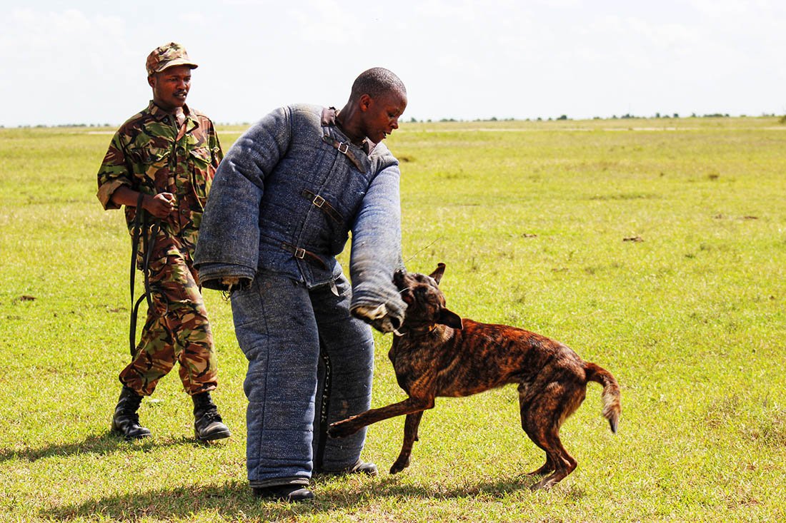Ol Pejeta Conservancy_attack dog