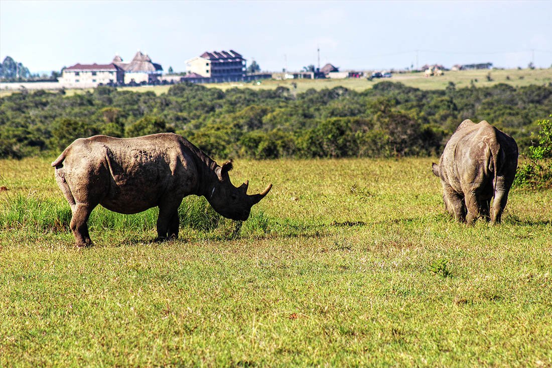 Ol Pejeta Conservancy_black rhino