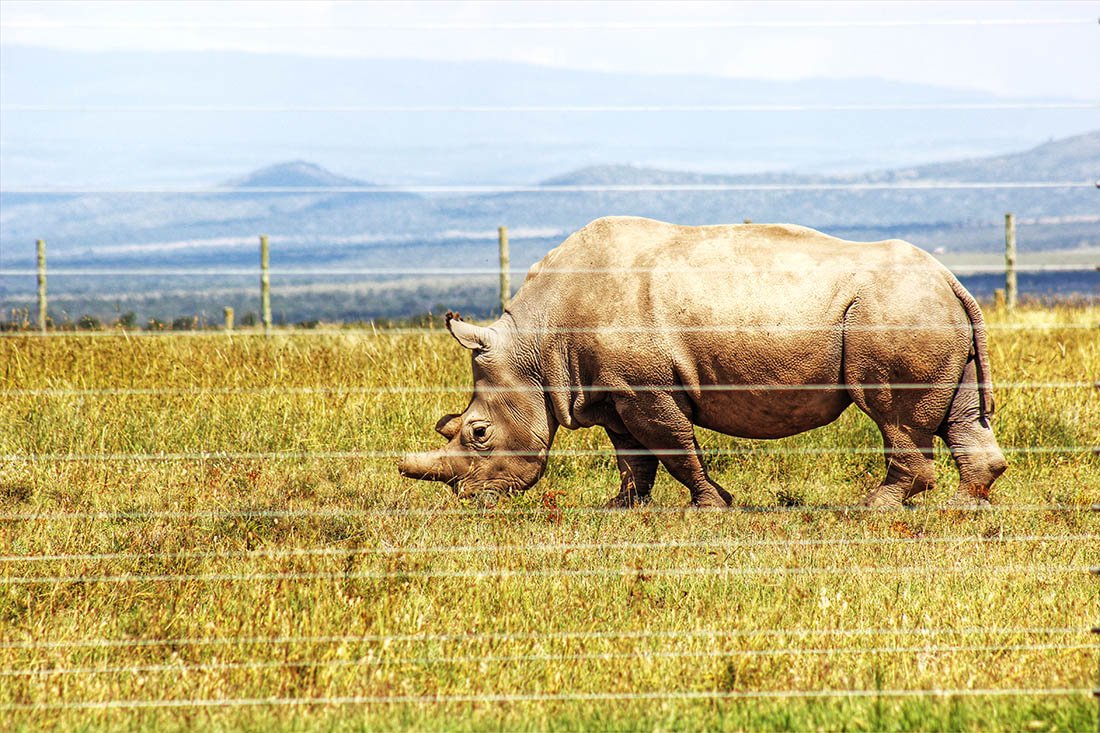Ol Pejeta Conservancy_white rhino3
