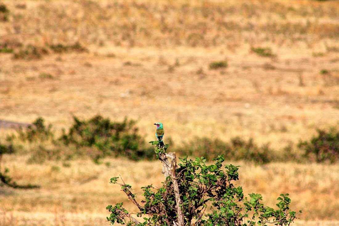 Maasai Mara_Bird
