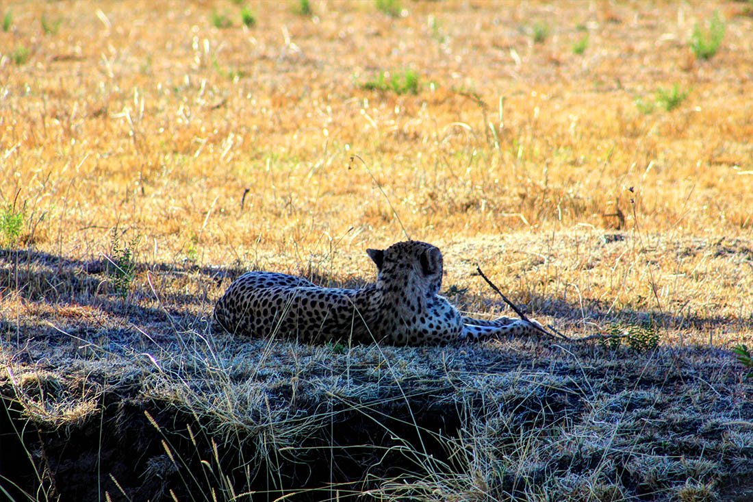 Maasai Mara_Cheetah