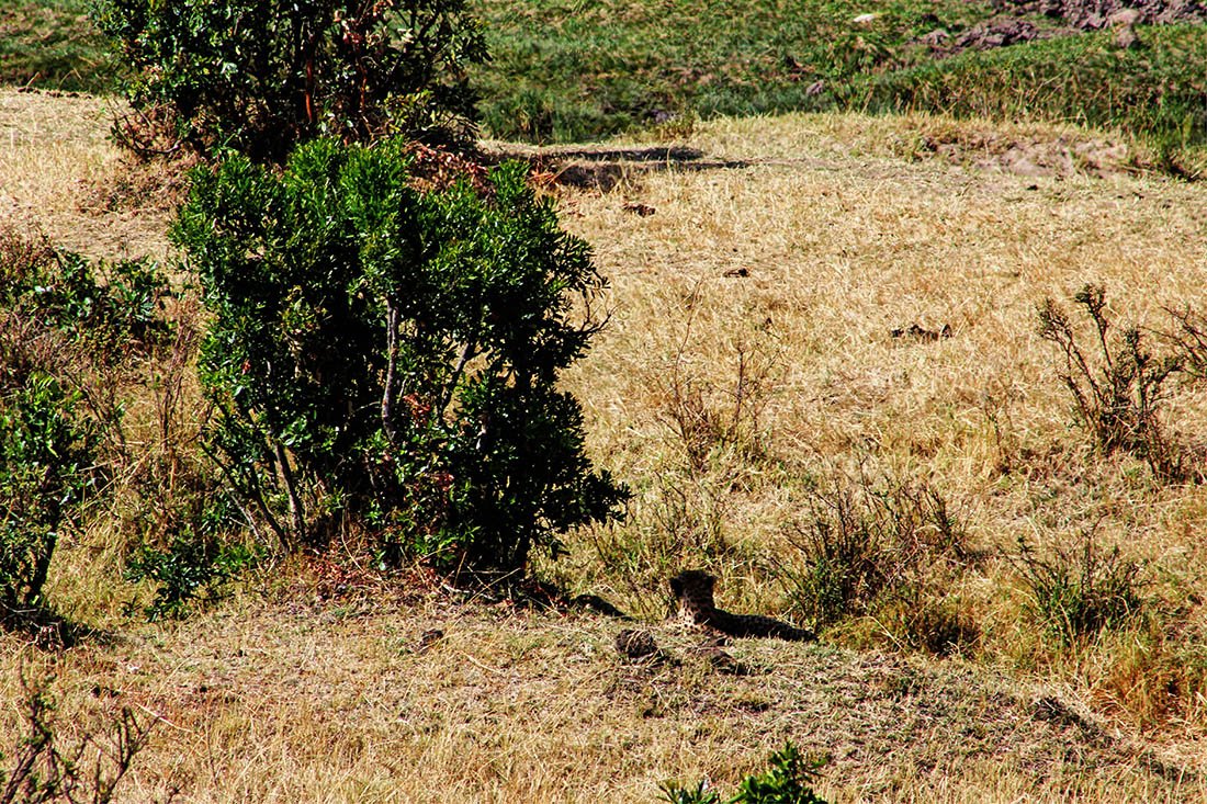Maasai Mara_Cheetah1