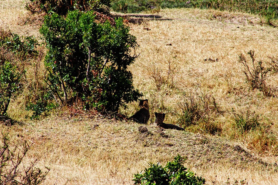 Maasai Mara_Cheetah2