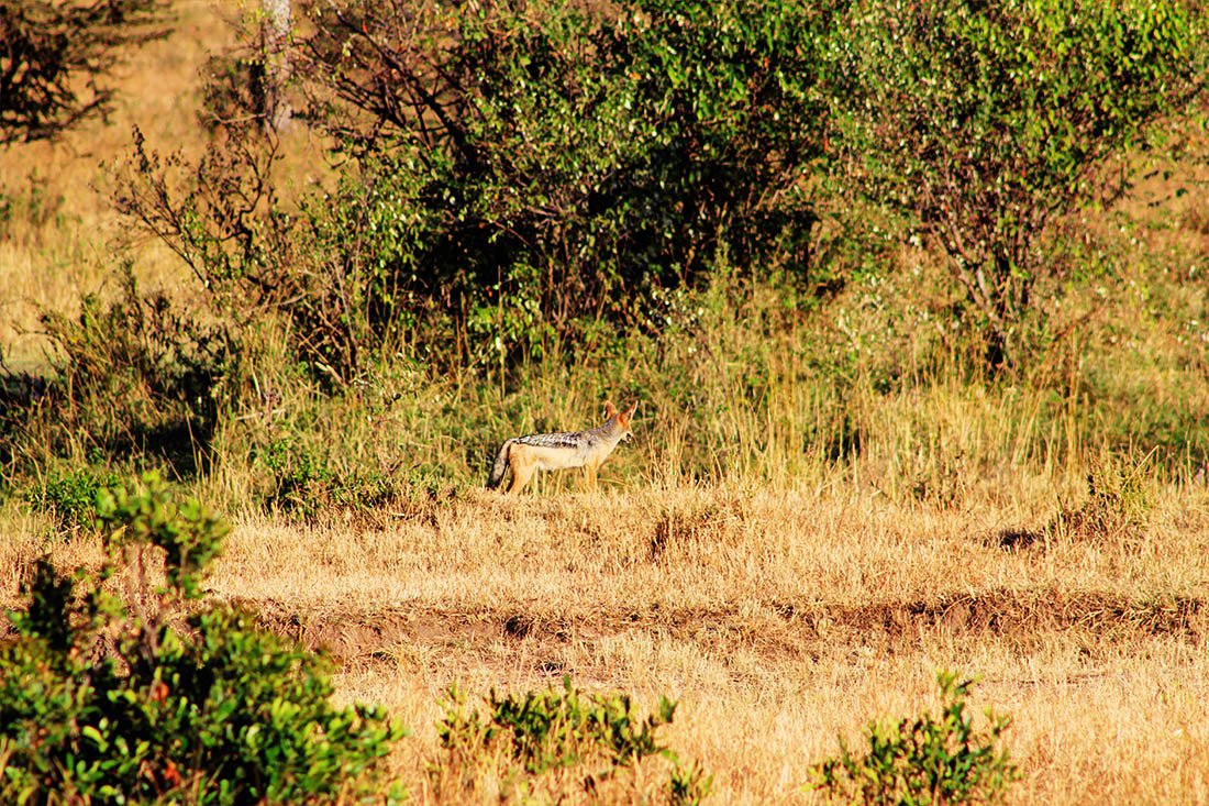 Maasai Mara_Jackal